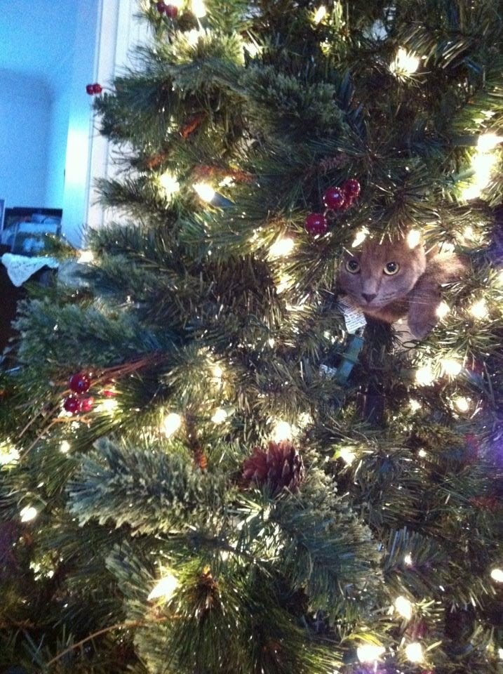 A grey cat's head peeking out of the middle of a lit Christmas tree.