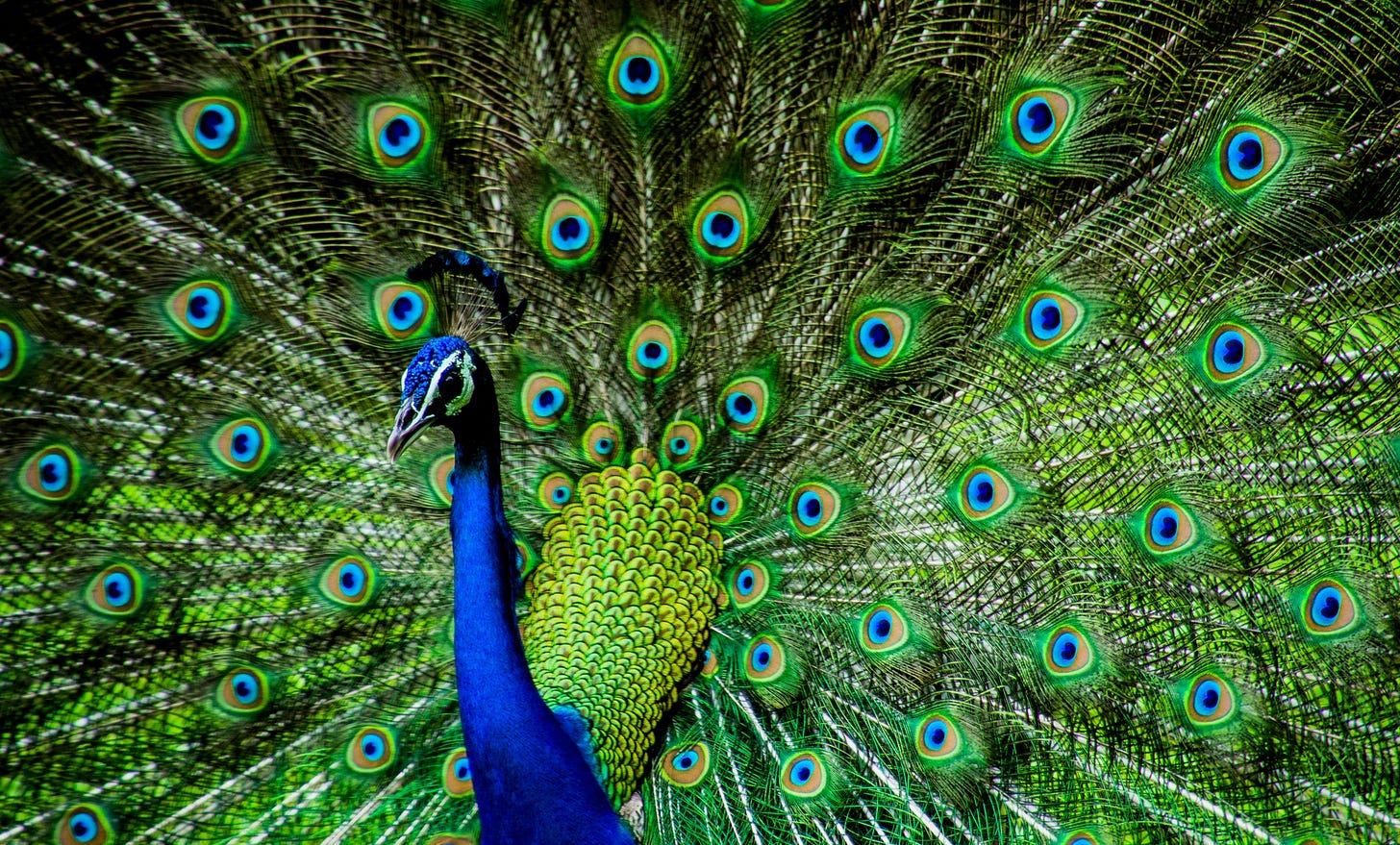 Peacock Numbers Rise But 79% Indian Bird Species On Decline: Report -  Science