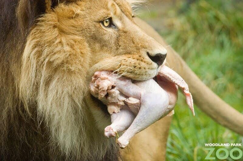 In honor of today, here is a Lion eating a turkey. : detroitlions
