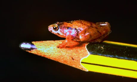 Tiny frog on a pencil