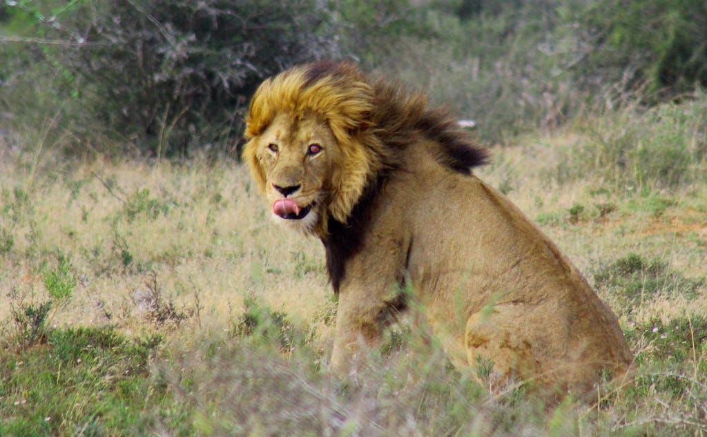 Excluded male lion