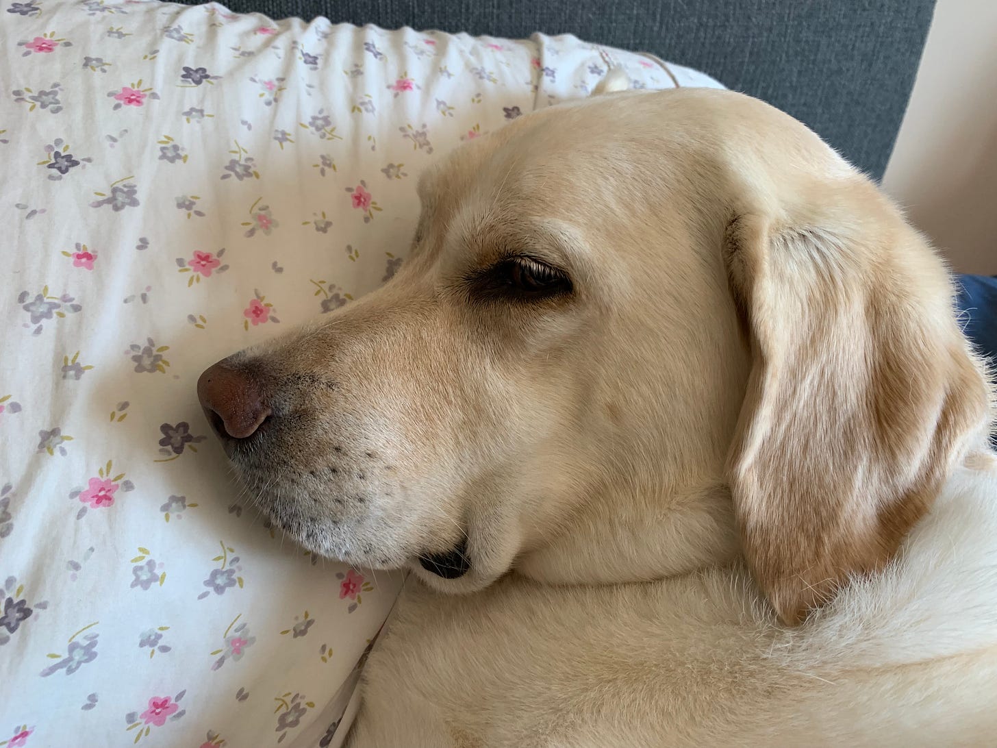 A yellow Labrador retriever lays on a white pillow with pink and purple flowers. She looks comfy. 