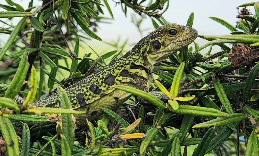 Baby Galápagos Pink Iguanas Seen for the First Time Ever—Offering So Much  Hope to Scientists