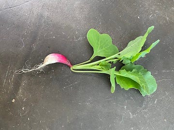A small but vibrant radish that was harvested too early.