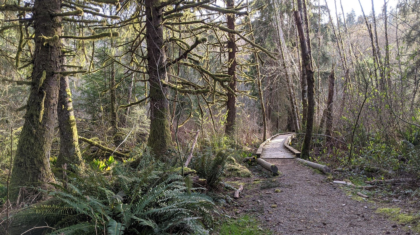 Find a trail and podwalk. This is one of my favorite walks in Evans Creek Preserver near Sammamish, WA.