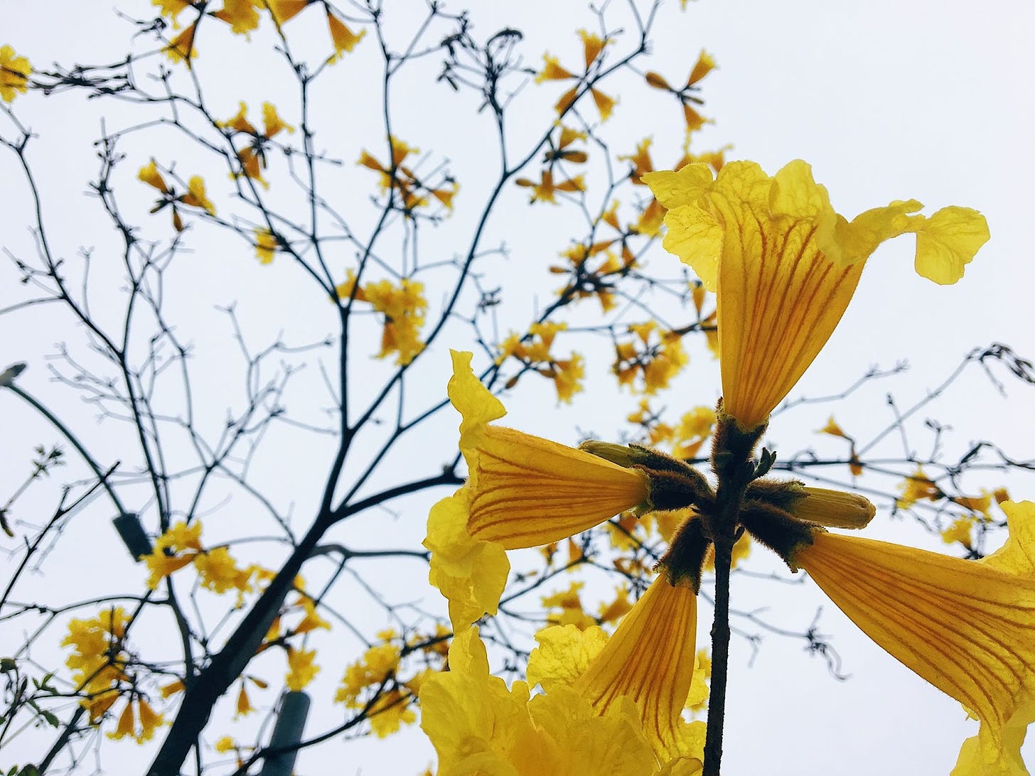 Photo of yellow trumpet flowers sparsely attached to an otherwise bare tree.