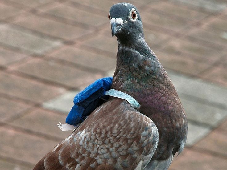 A Messenger pigeon with his backpack | Animals, Homing pigeons, Pigeon