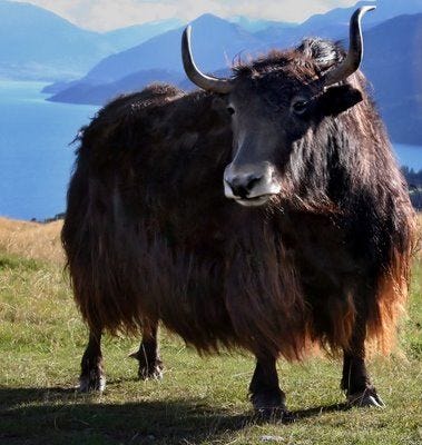 Yak Wool | Animals, Animals beautiful, Animal pictures
