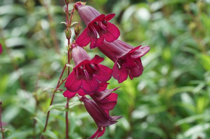 Purple flowers 