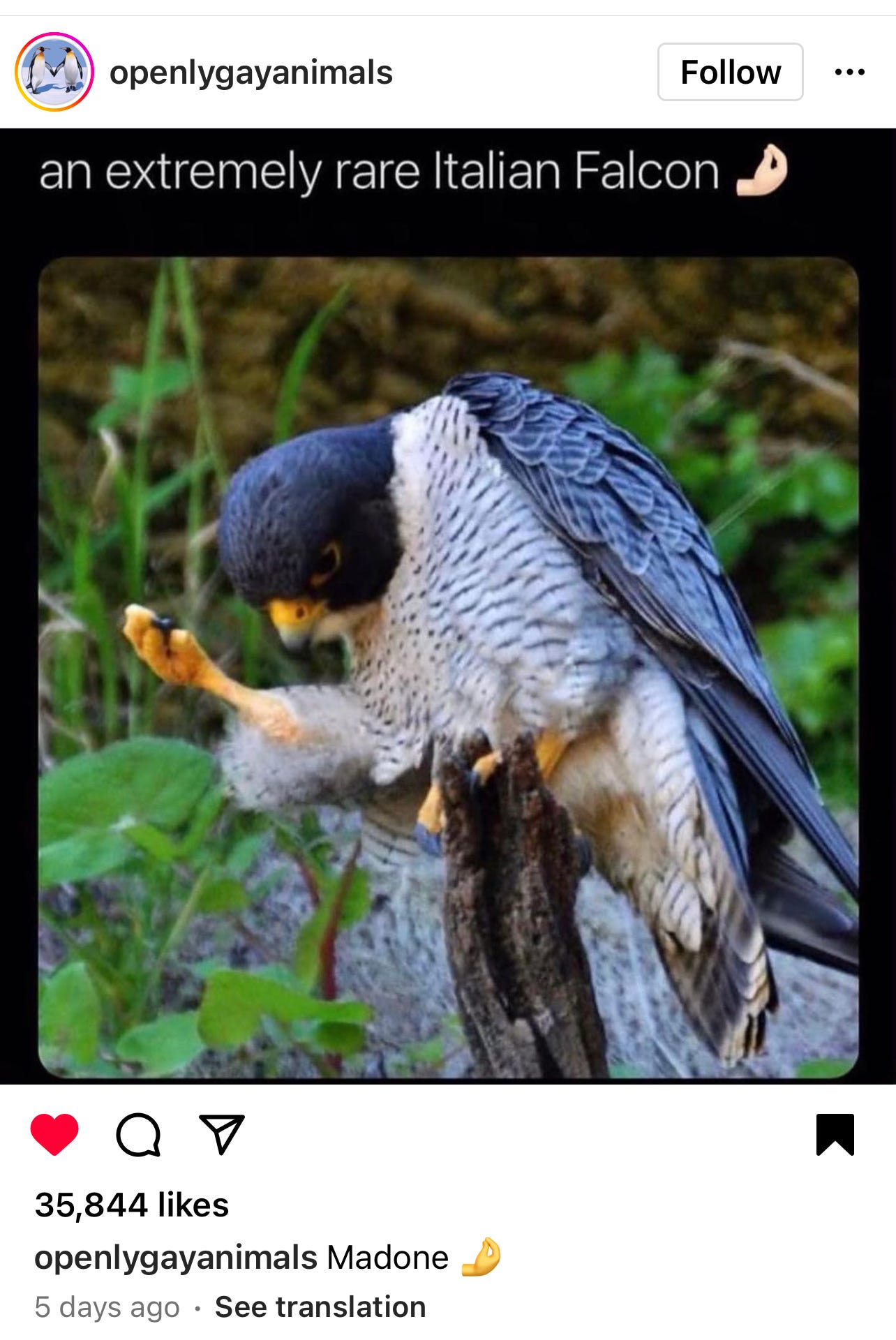 A meme from @openlygayanimals on Instagram shows a falcon, leg extended and toes clenched, captioned "an extremely rare Italian falcon." 