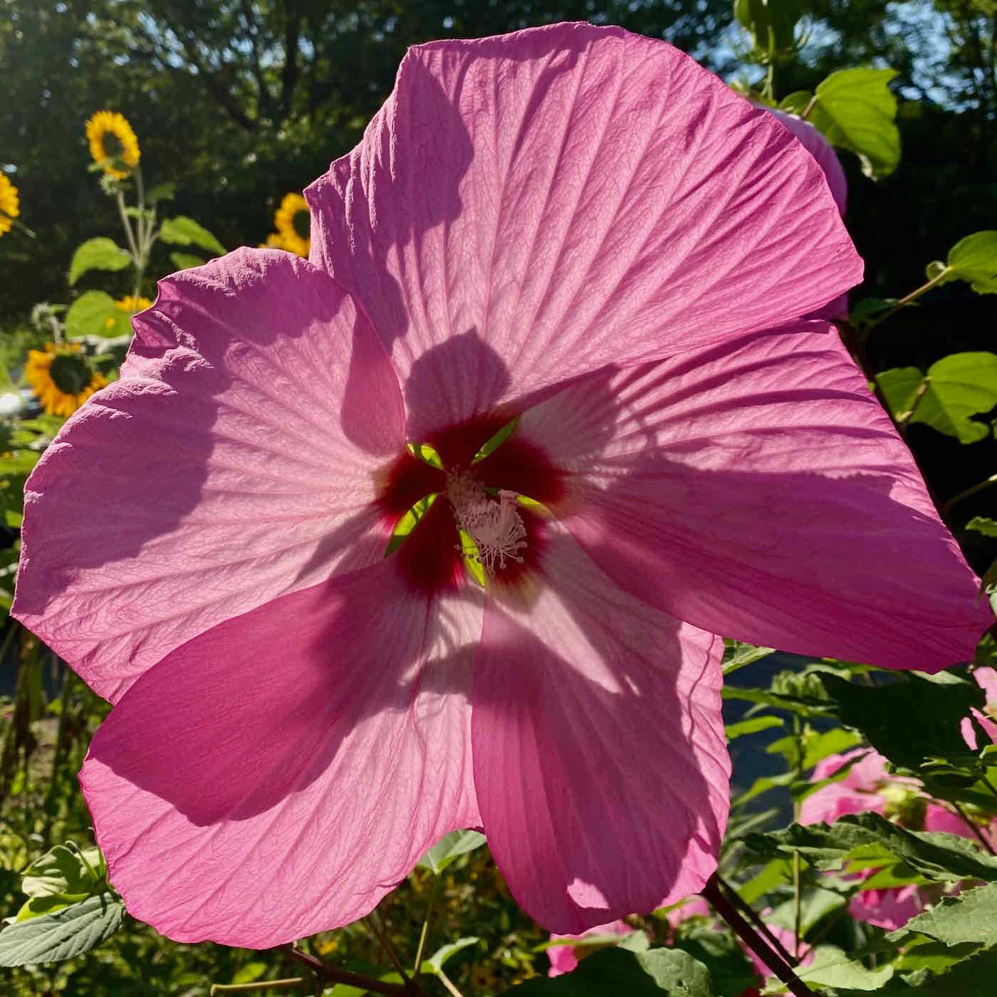 Giant pink hibiscus blossom