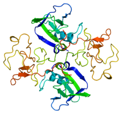 Protein HGF PDB 1bht.png