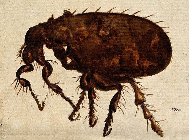 This image has an empty alt attribute; its file name is a_flea_siphonaptera_species._painting._wellcome_v0022507.jpg