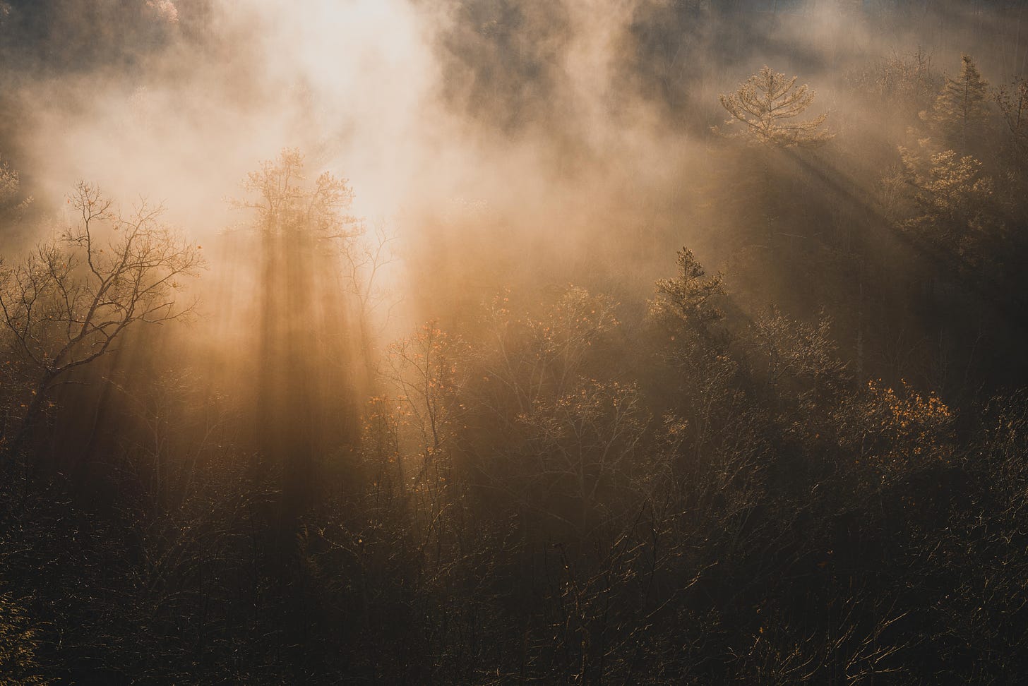 golden rays of sunlight breaking through tall trees and fog.