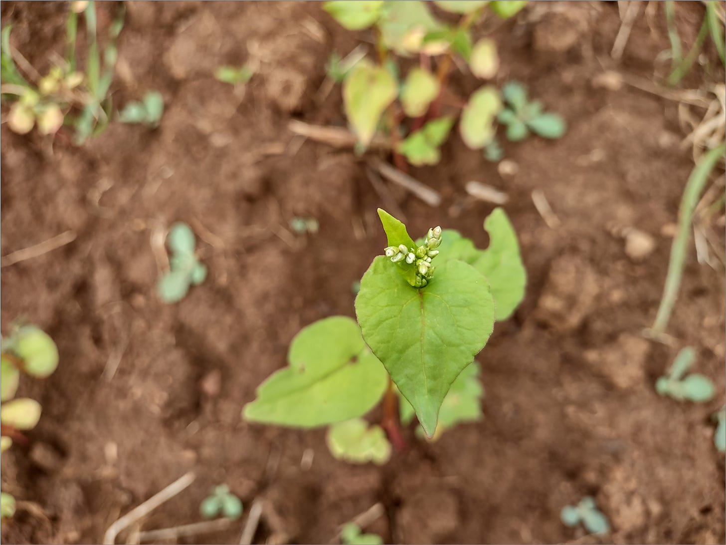 Buckwheat flowering.