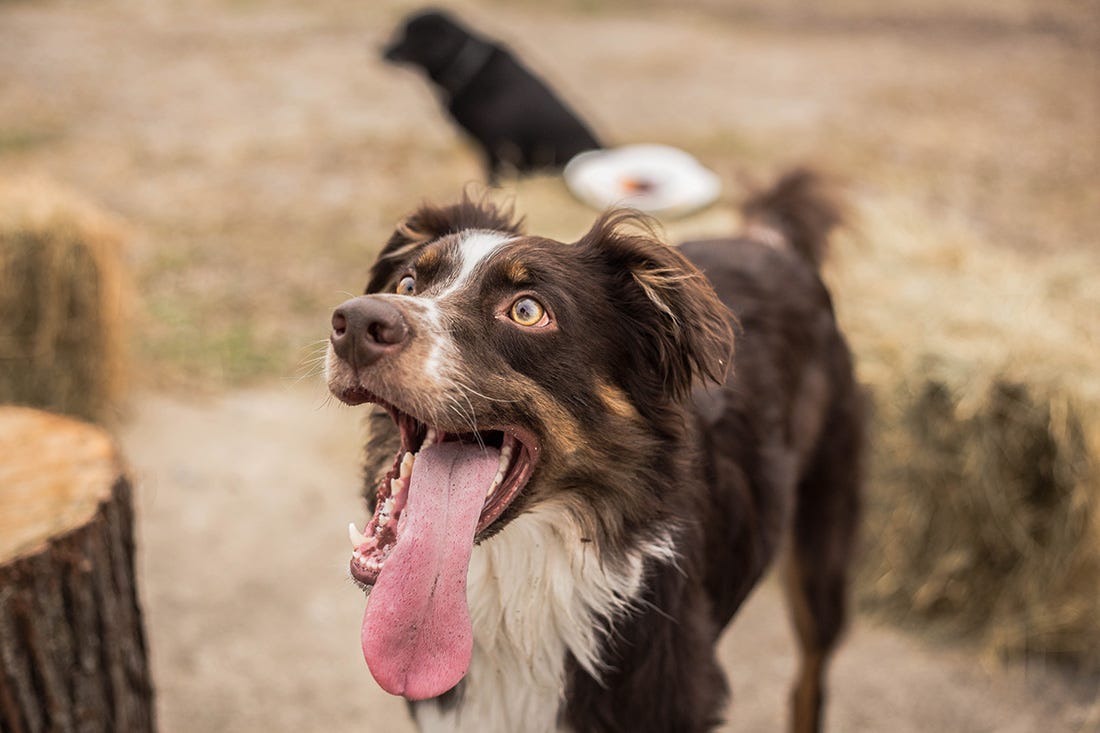 A border collie with his tongue hanging out all happy and excited about EVERYTHING because DOG.