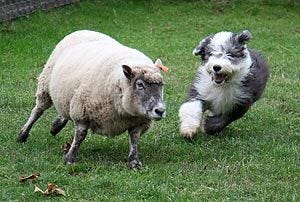 Greater Portland Old English Sheepdog Club | Old english sheepdog, English  sheepdog, Sheepdog