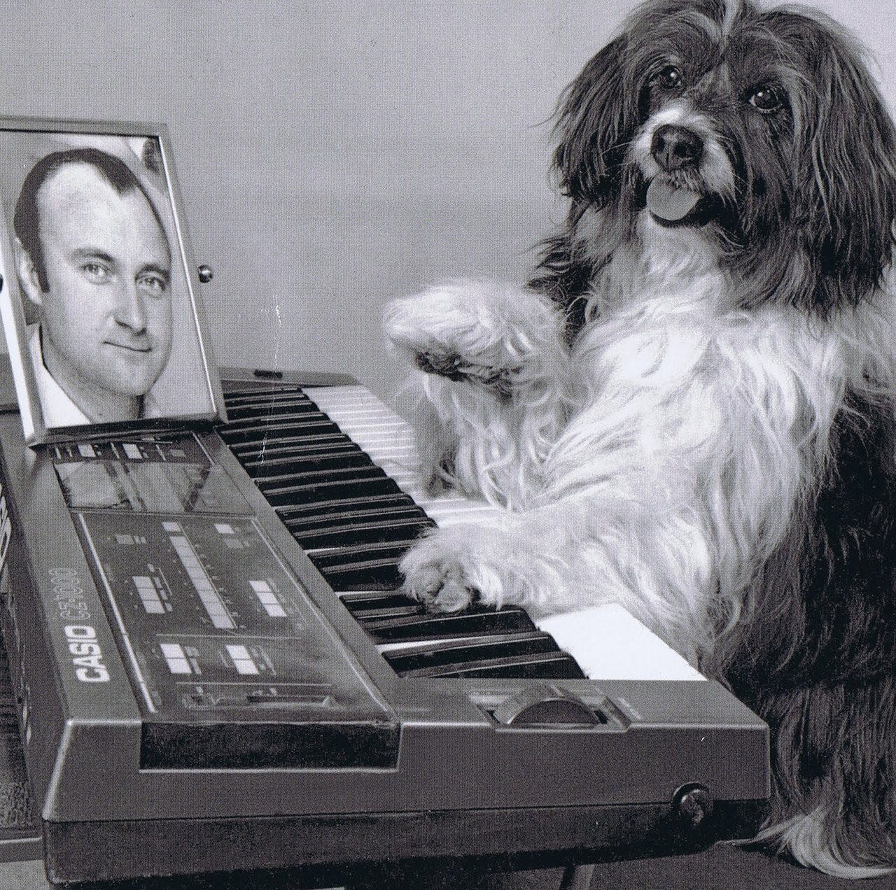 Pippin the dog sits in front of a keyboard with a picture of Phil Collins mounted atop the keyboard. 