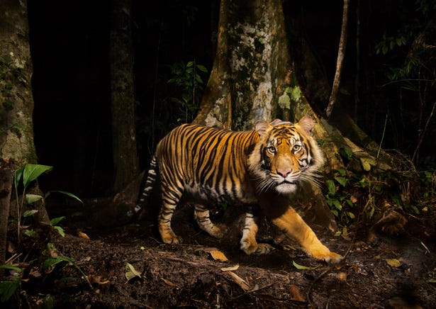 tiger-camera-trap-sumatra-615