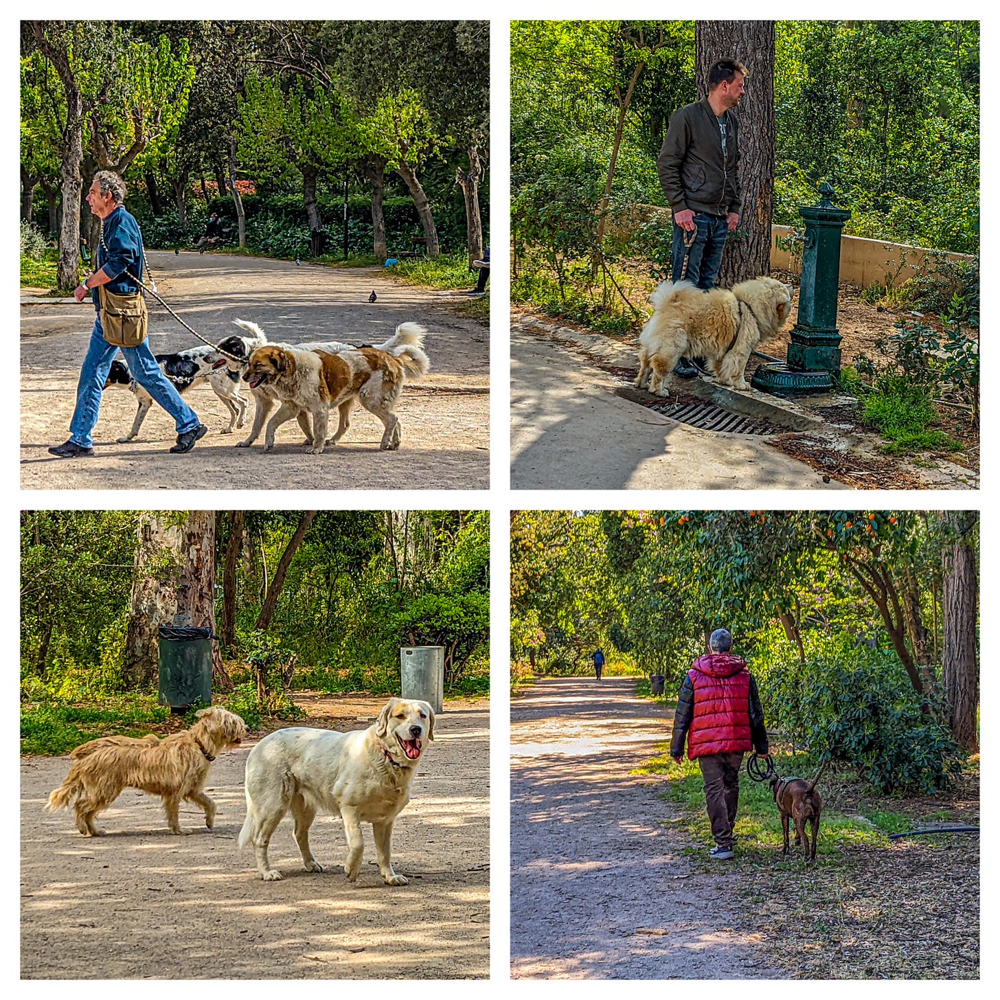 Four photos showing various dogs being walked in the park. Most of them are quite large. 
