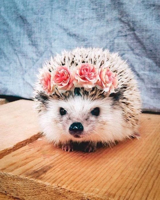 24Hedgehogs Pics So Adorable They'll Melt Your Heart | Hedgehog pet, Cute  wild animals, Cute baby animals