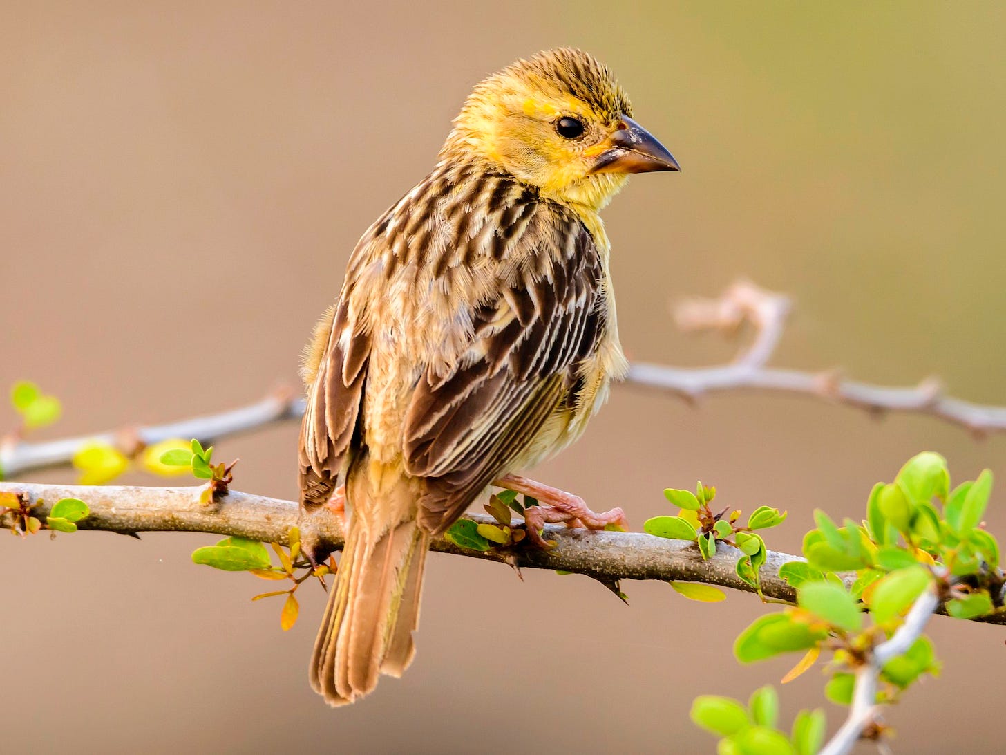 Baya Weaver - eBird