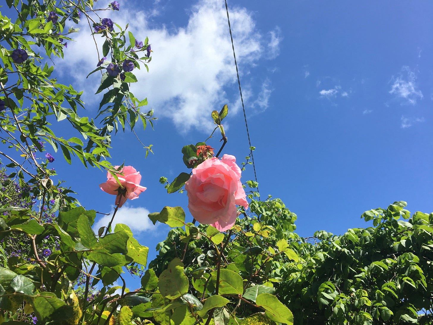 a photo of two pink roses and a heart shaped cloud in the sky