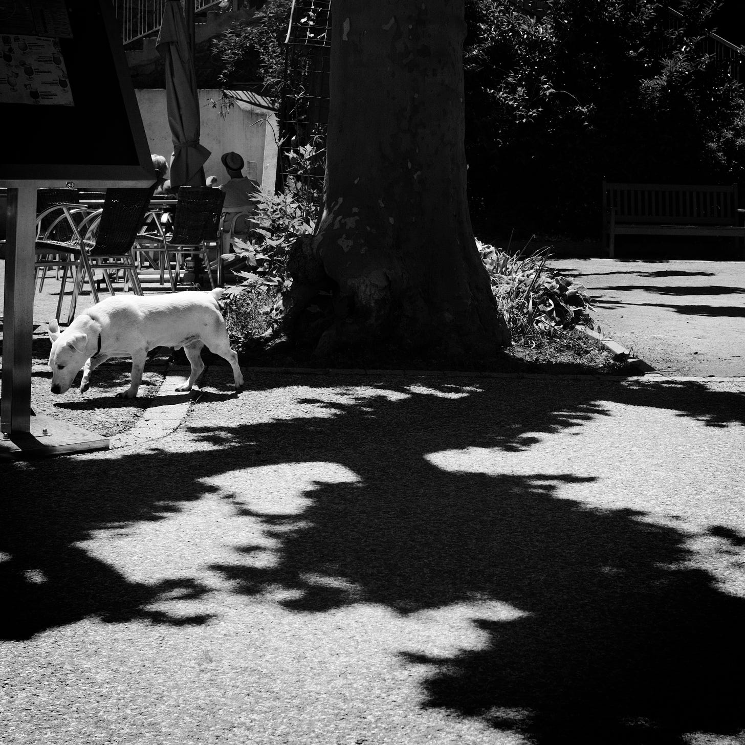 black and white image of tree trunk with shadows, a small white dog to the left and two people sitting in an outdoor cafe with chairs in the background
