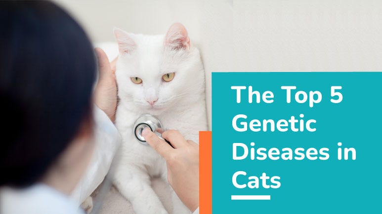 top 5 cats genetic diseases
