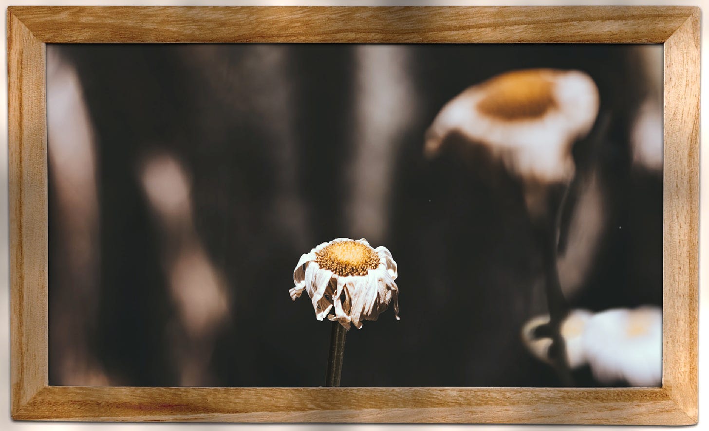 A framed photograph of a withering flower, a couple of other flowers blurred in the background and an unrecognizable soothing backdrop with bokeh effect. Shadows and light are hitting the frame from an outside source.