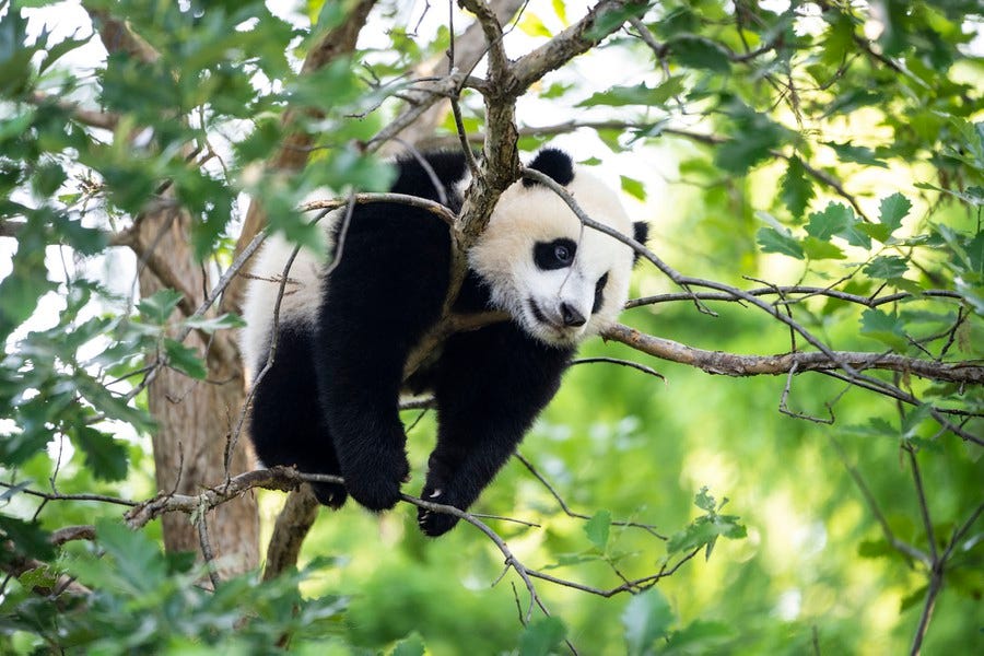 A panda in the upper branches of a tree