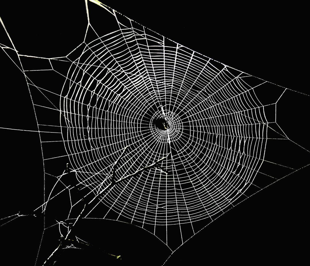 Black and white illustration of a spider web.