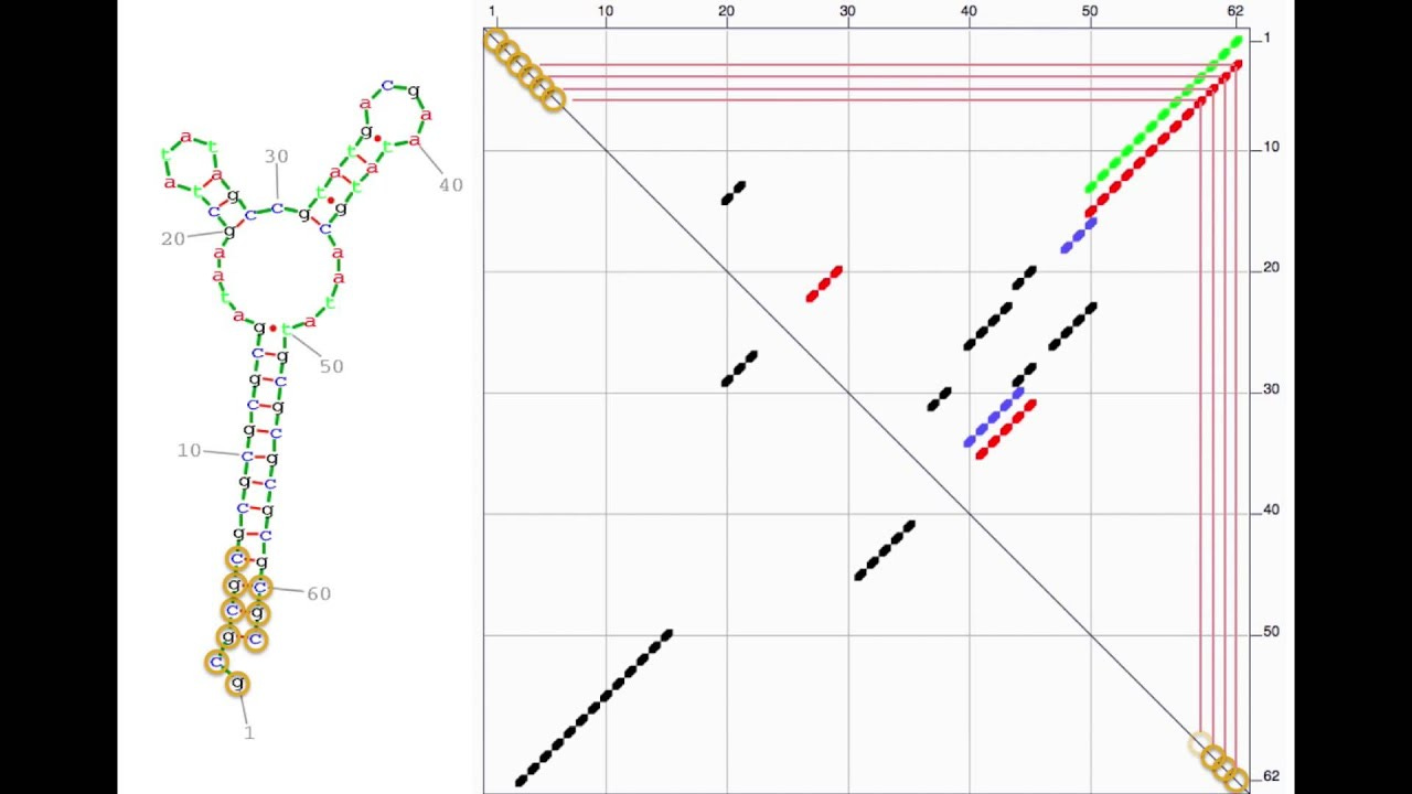 Understanding RNA folding energy dot-plots - YouTube