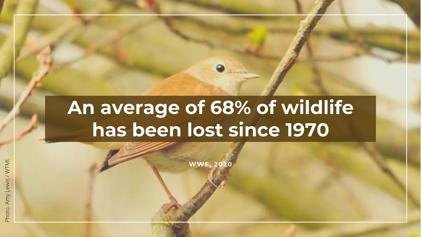 A picture of a nightingale and text reads: 'An average 68% of wildlife has been lost since 1970'