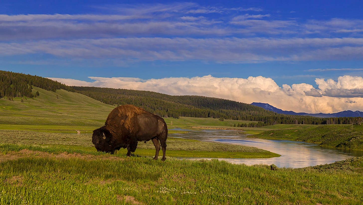 A Response To The Yellowstone Bison Incident From An Actual Wildlife ...