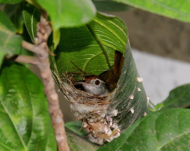 The bird that stitches its home | Natural History Museum