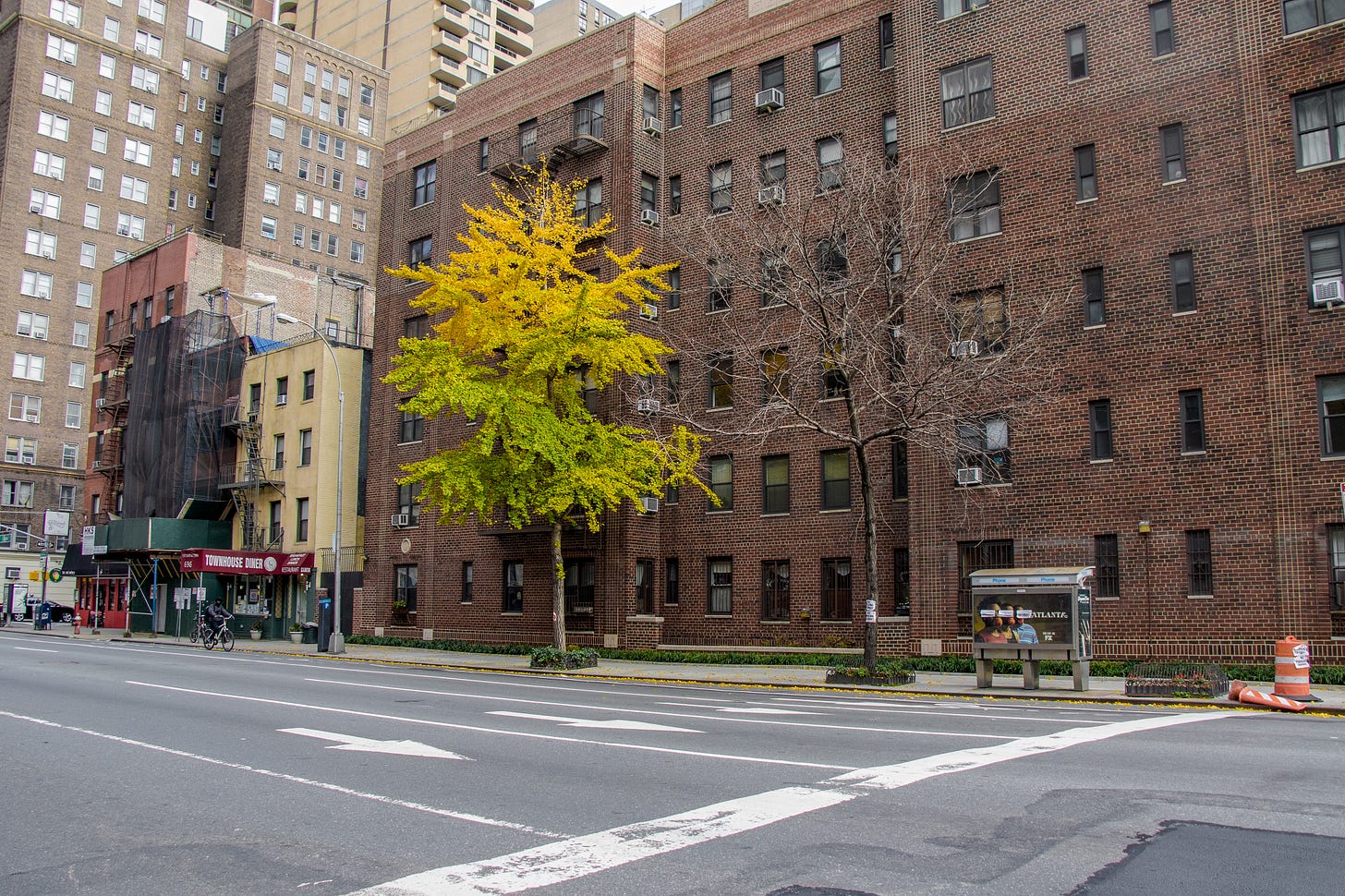 a photo of a street in new york city with one tree in full green/yellow bloom and one tree completely bare