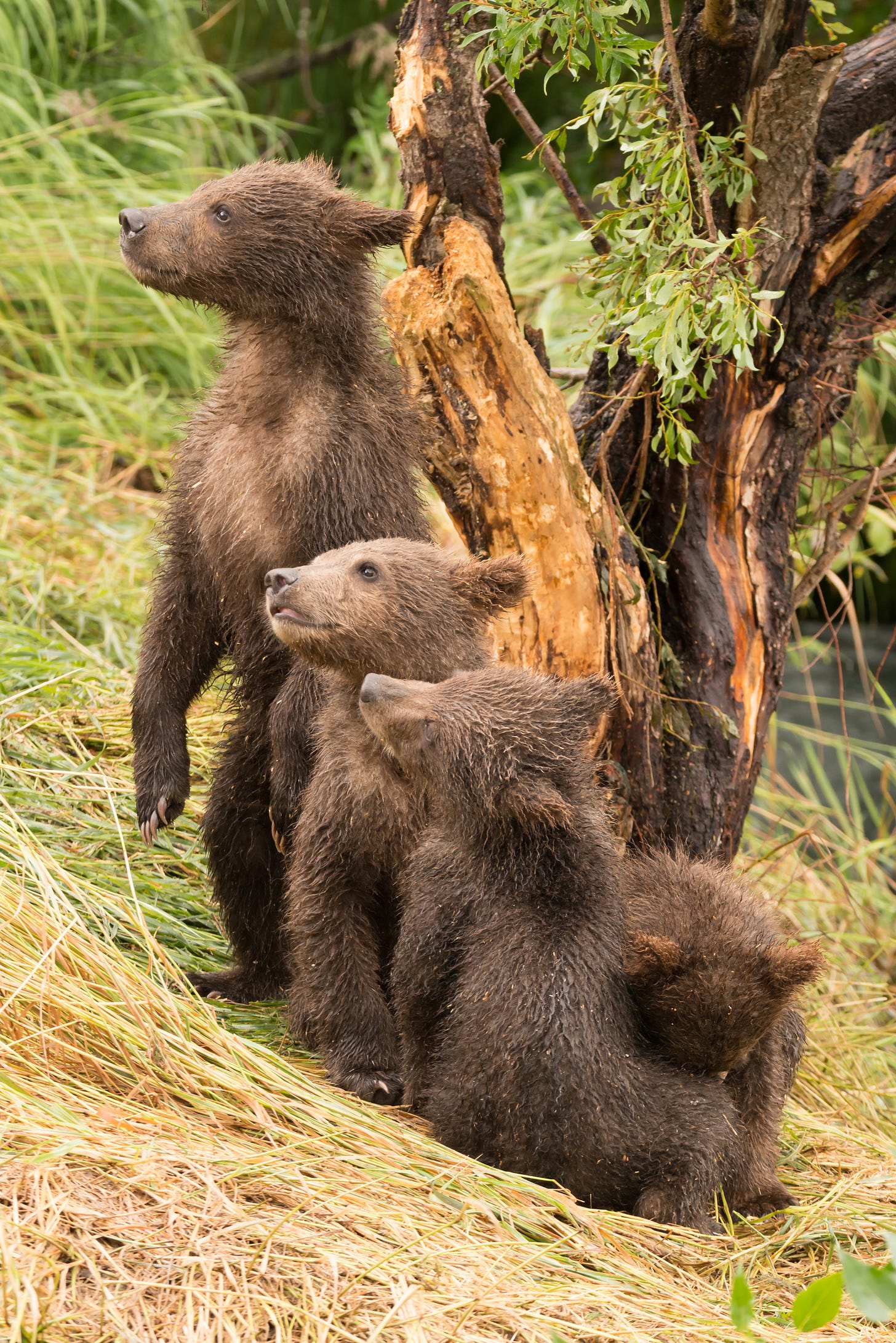 Four brown bear cubs in diagonal line