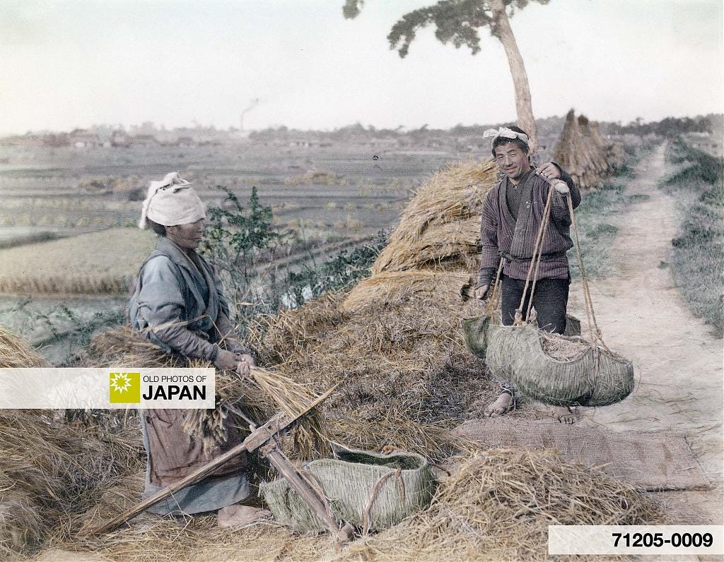 71205-0009 - Japanese farmers clearing rice, 1890s