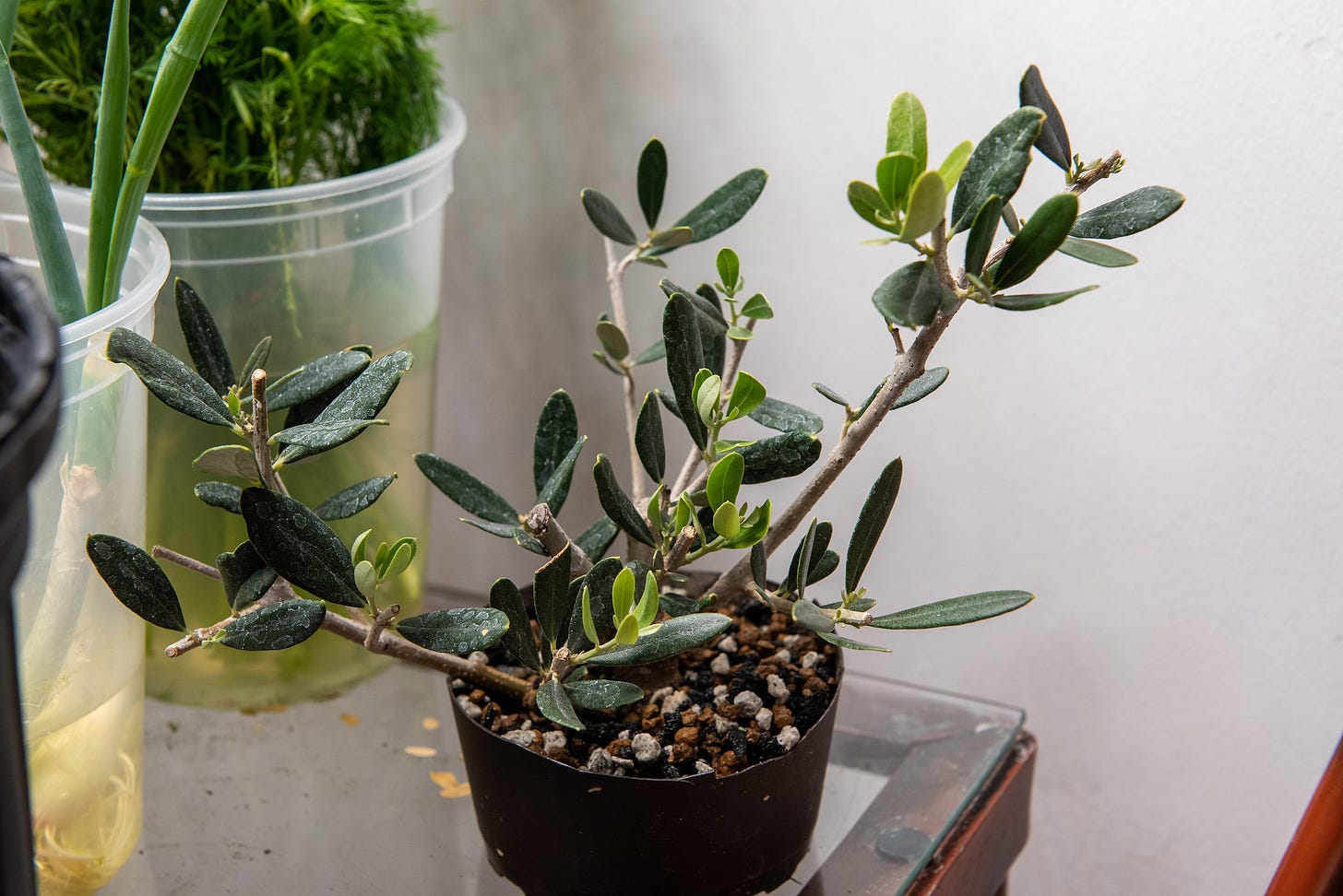 ID: Olive branch cutting in a plastic pot of bonsai soil on my kitchen table alongside larger pots of herbs and plants.