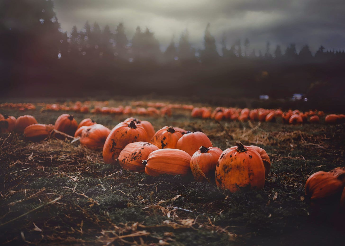 moody picture of pumpkins ready to be harvested from the field