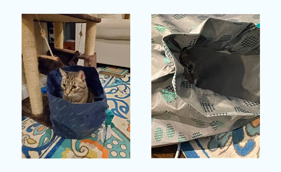 two pictures: left, a picture of a large brown tabby (Steve) sitting upright in a big blue bag. on the right, a mostly obscured in shadow brown tabby (Olive) is hiding in a grey bag