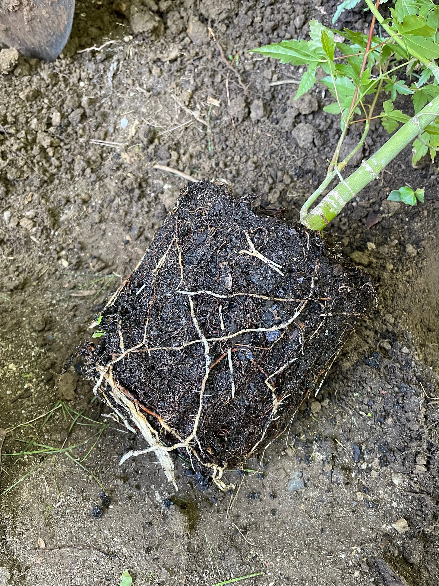Image description: Photo of Japanese maple rootball out of its pot. End image description.