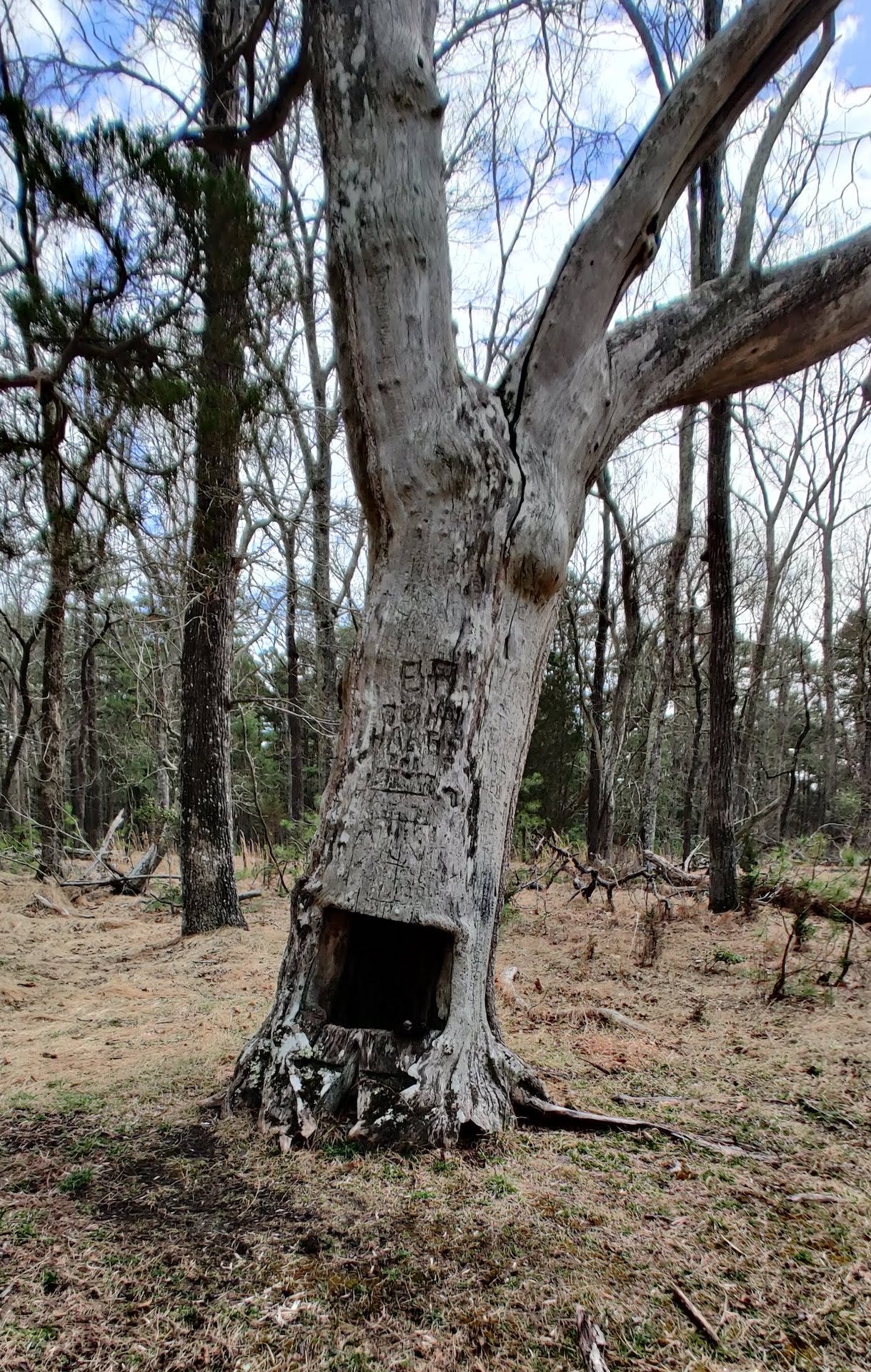 A large dead white tree with a square hole cut into the base like a huge open mouth