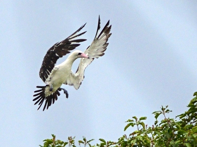 Abbott's Booby - eBird