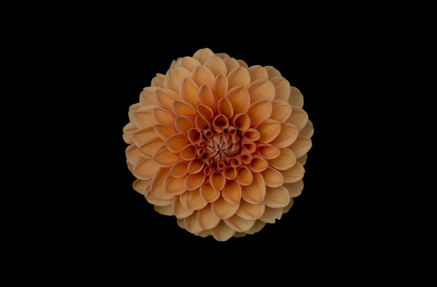 image of an orange flower for article on perfection by Larry G. Maguire