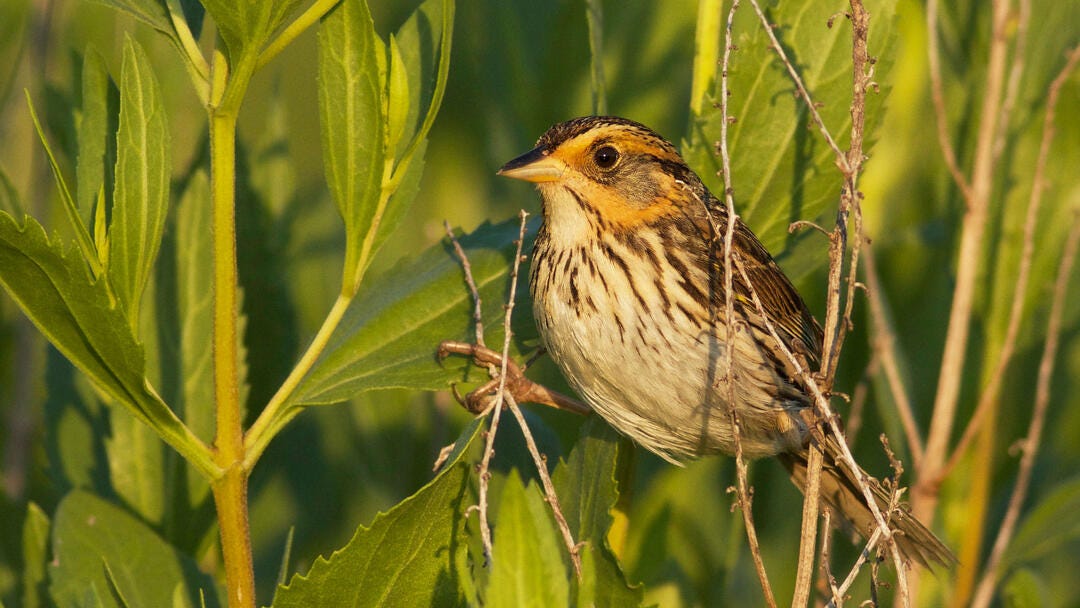 Saving the Salmarsh Sparrow from Extinction | Habitat Loss and Climate  Change Audubon