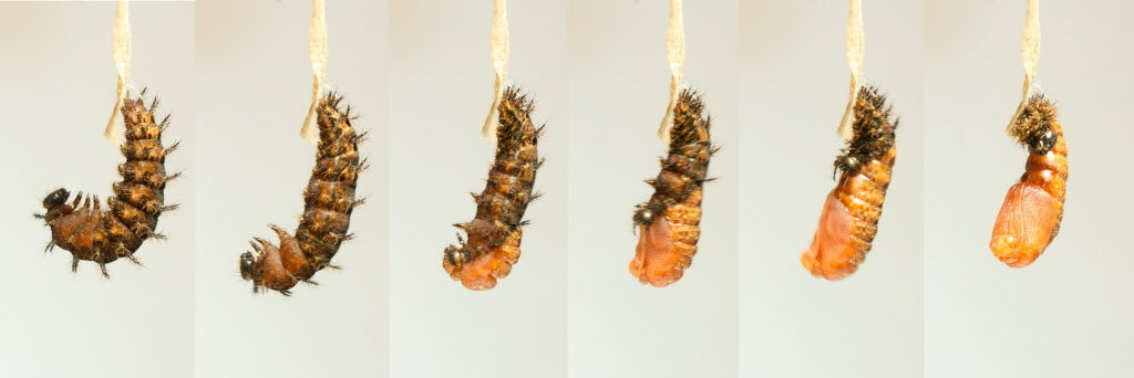 Oregon Zoo&#39;s time-lapse photos show weirdly wonderful caterpillar-to- chrysalis transformation - oregonlive.com