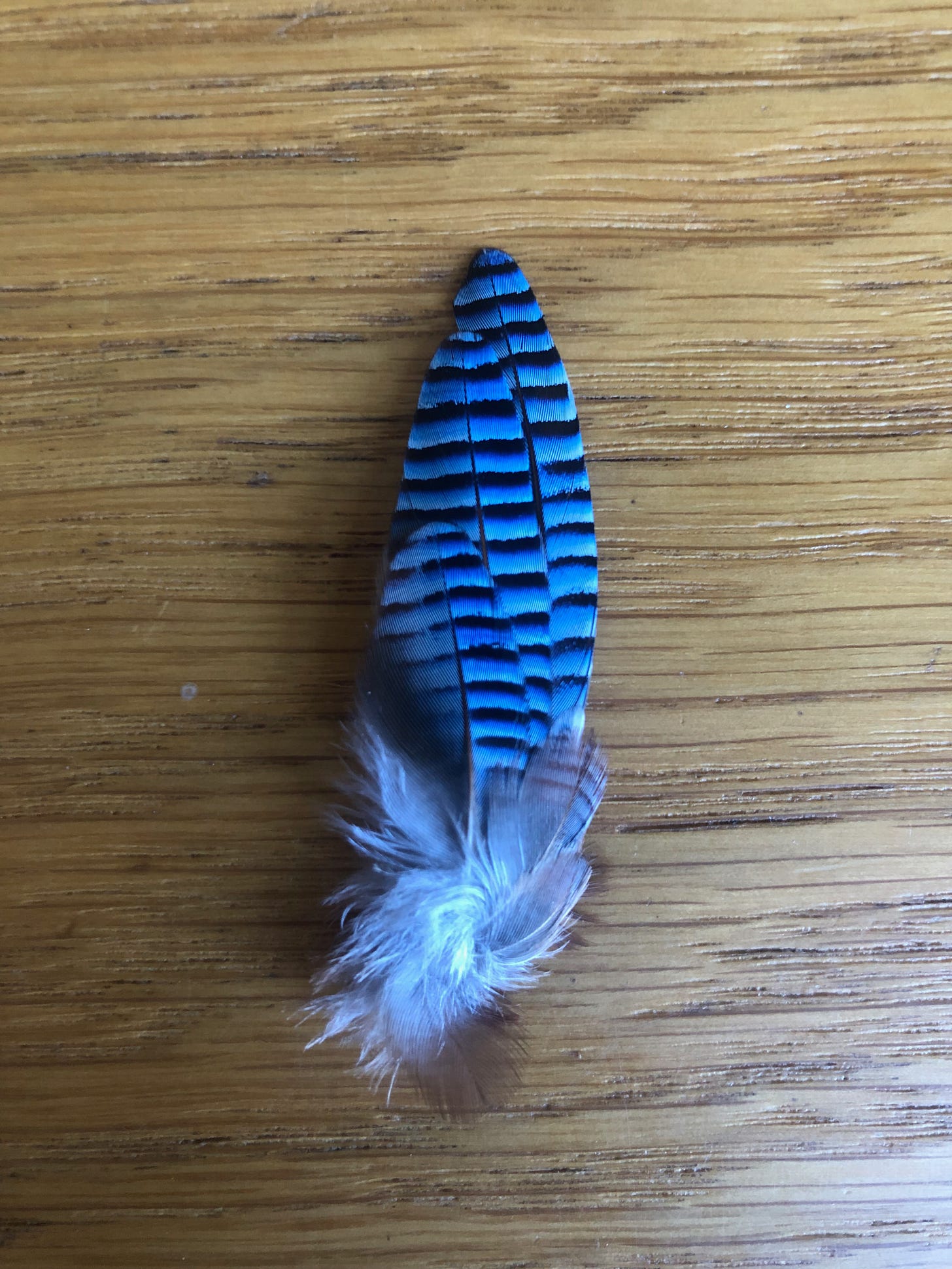 It is in fact a group of three feathers, from their owner's wing untimely ripped. Vibrant sky blue, the feathers have delicate black bars throughout. Fluffy down gathered at the featherbase completes the ensemble.