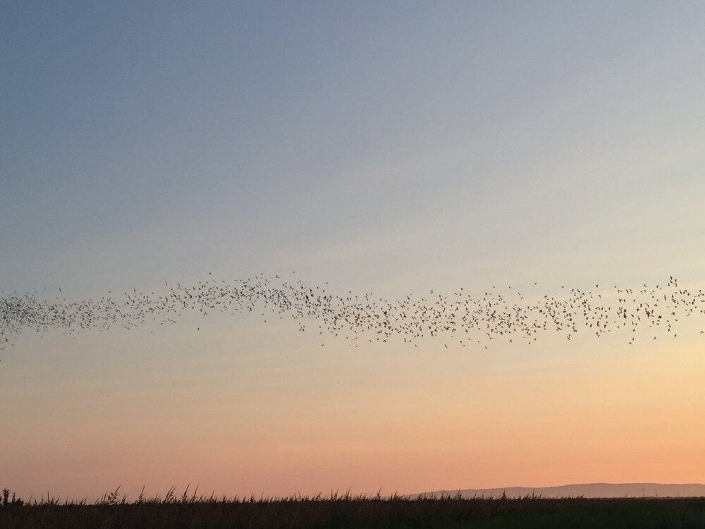 Bats soaring overhead at the Bat Talk and Walk near Davis (photo courtesy of Elizabeth Boegel from her Poppy Corners Urban Farm blog).